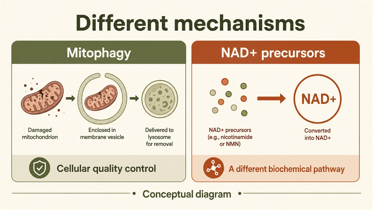 Conceptual comparison of mitochondrial quality control through mitophagy and a separate NAD+ biochemical pathway.